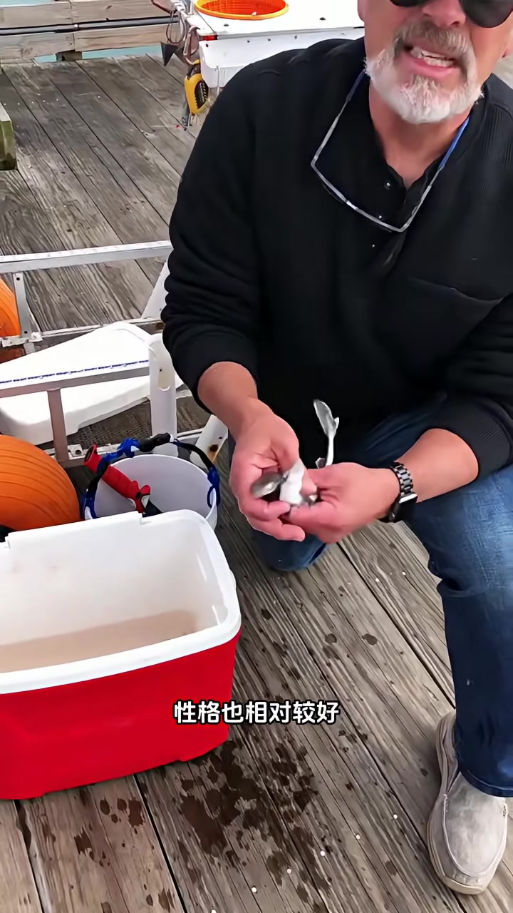 超可爱小鲨鱼：短小精悍的标题设计
