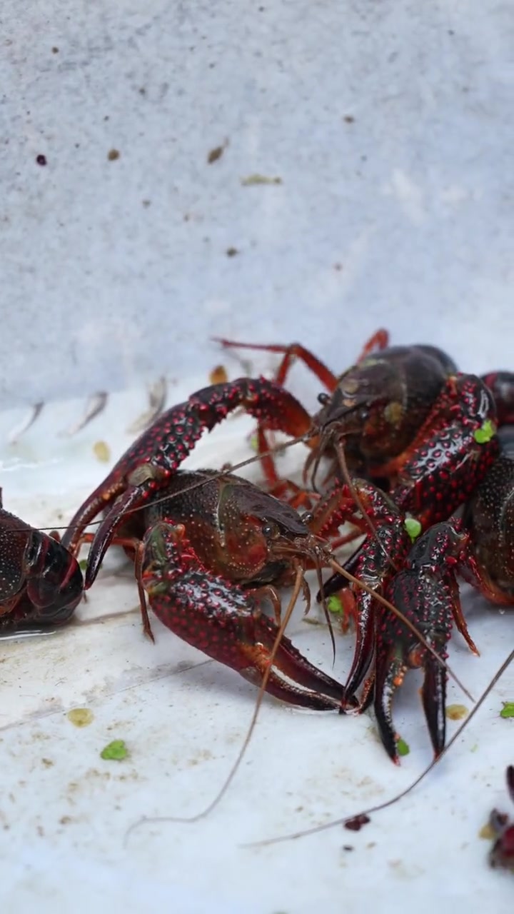 乡村大视界第二站，中国虾谷，潜江虾皇，非常有意义的游学体验！