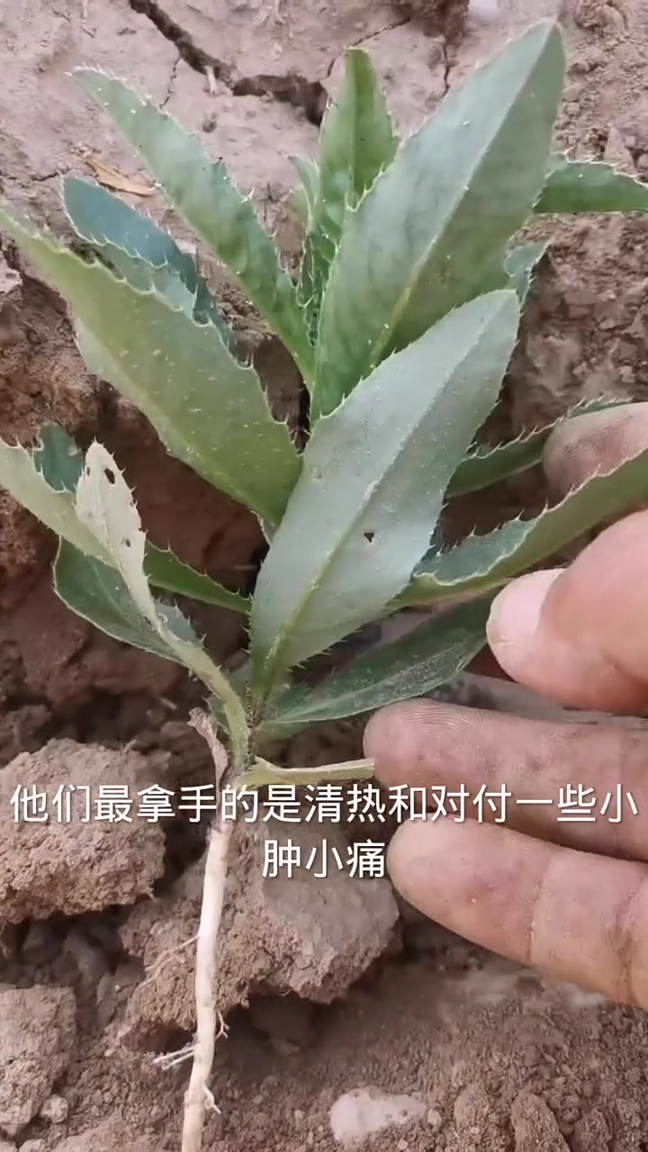 刺儿菜作用厉害了，分享三个关于它的土单方