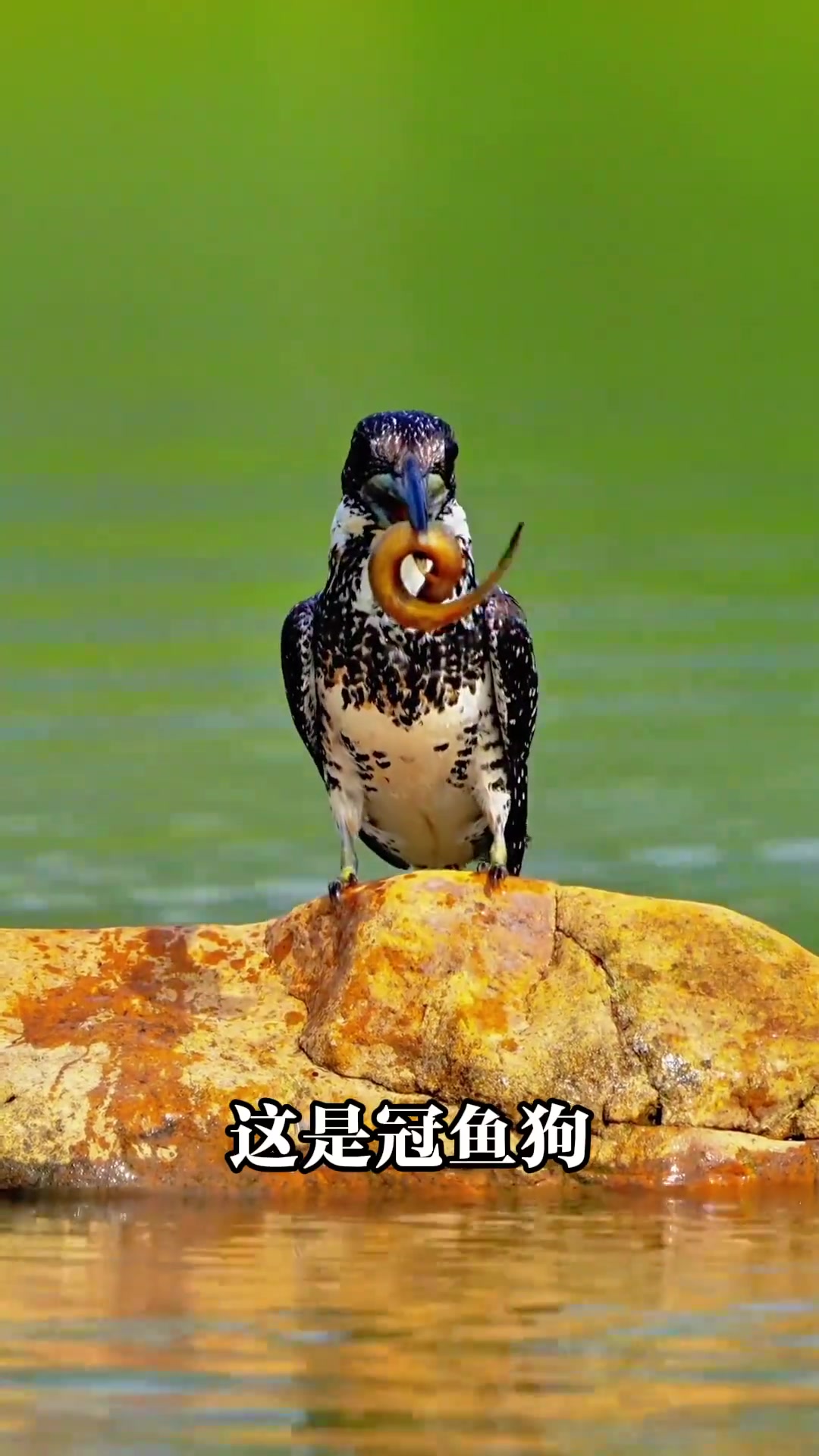 分享16种奇特的鸟类，你认识几种？