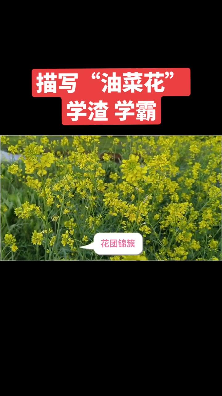 春天来了，怎么描写油菜花呢？