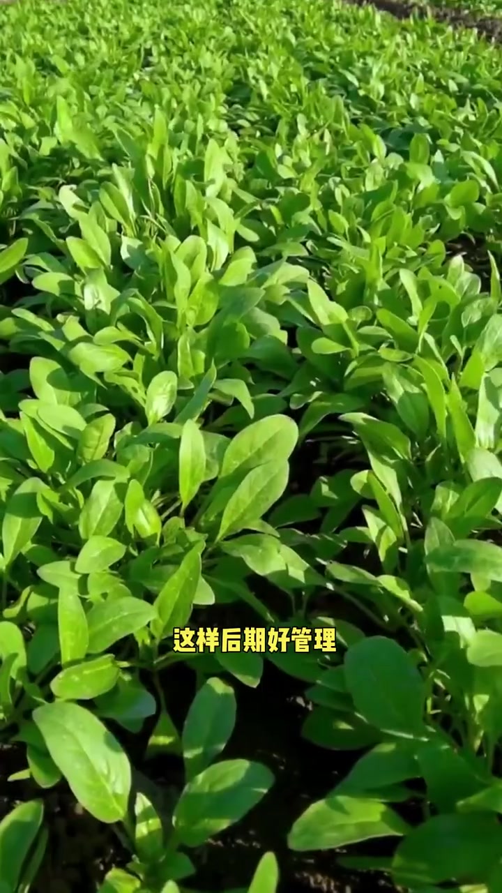 教您菠菜种植的小技巧