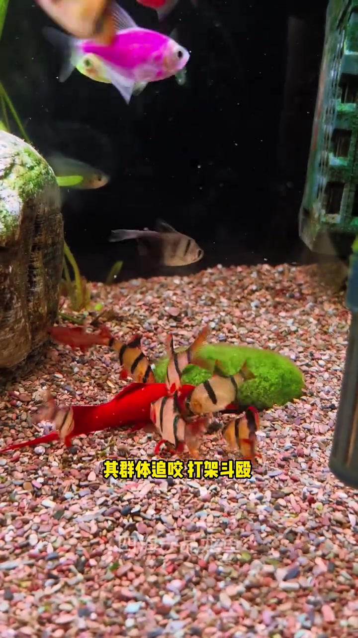 十大流氓观赏鱼 水族 观赏鱼