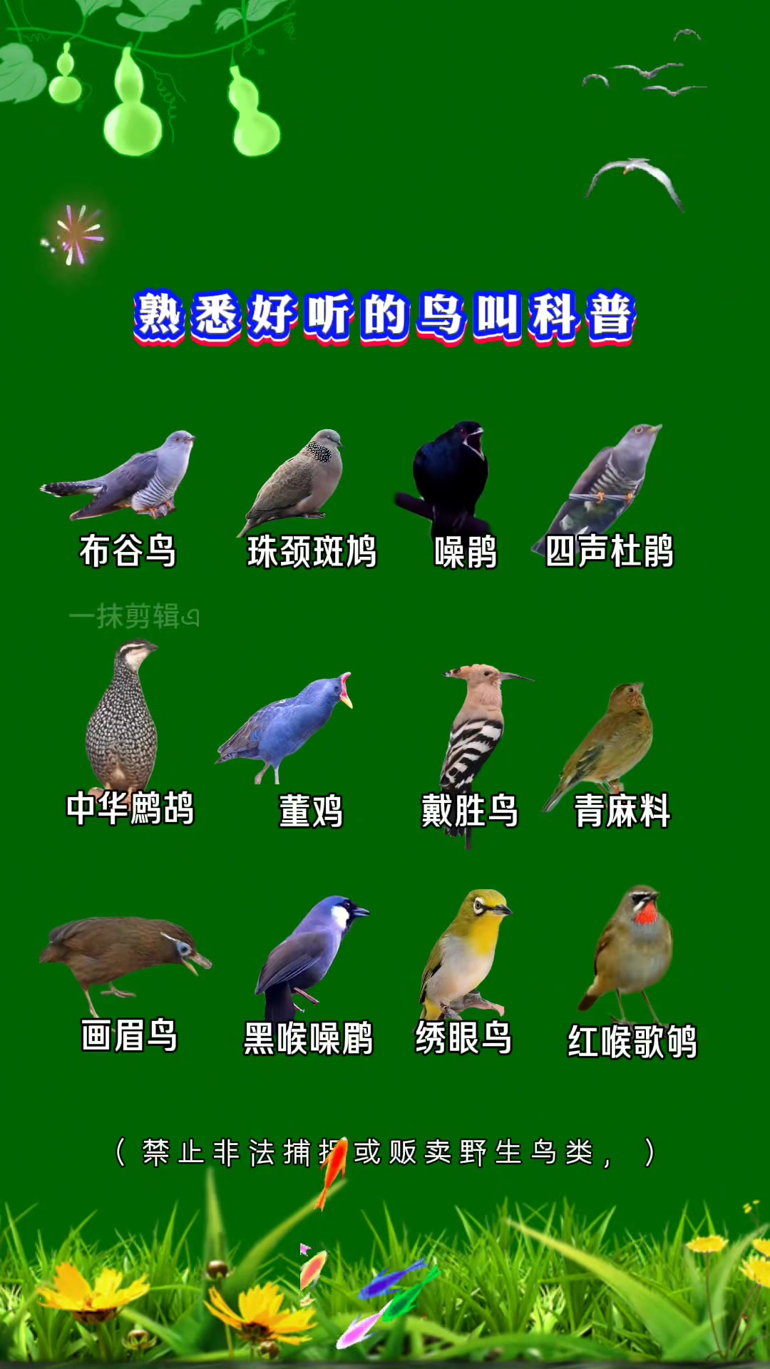 好听的鸟叫科普,带你熟悉鸟类声音