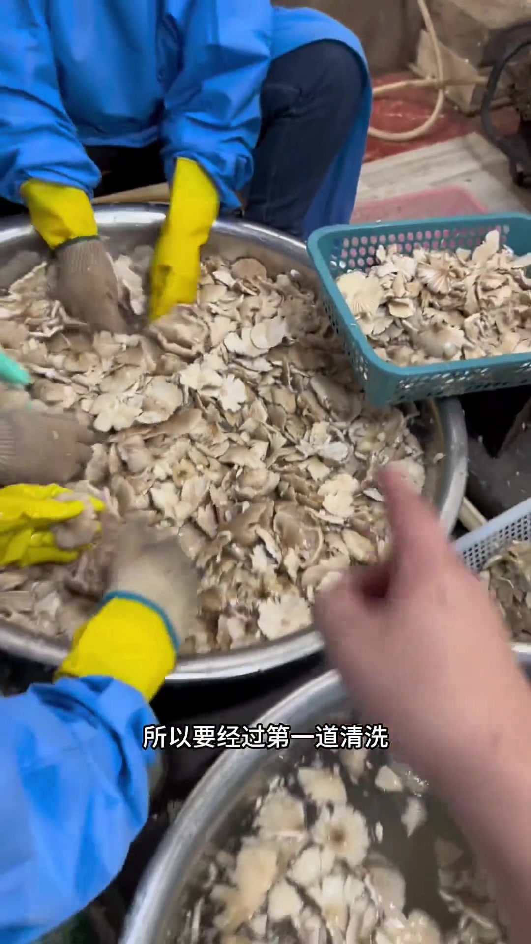 油鸡枞好吃的秘诀：选鲜鸡枞洗净炸，用好料快出锅