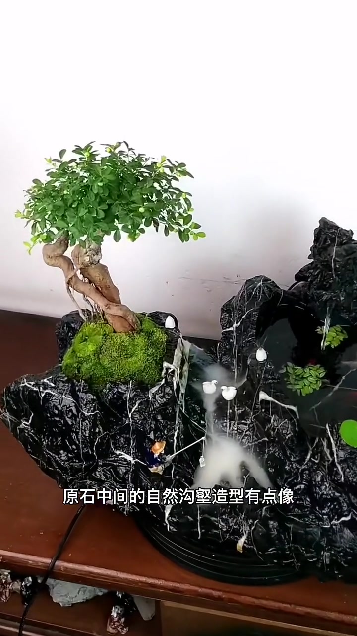 我是一个盆景爱好者