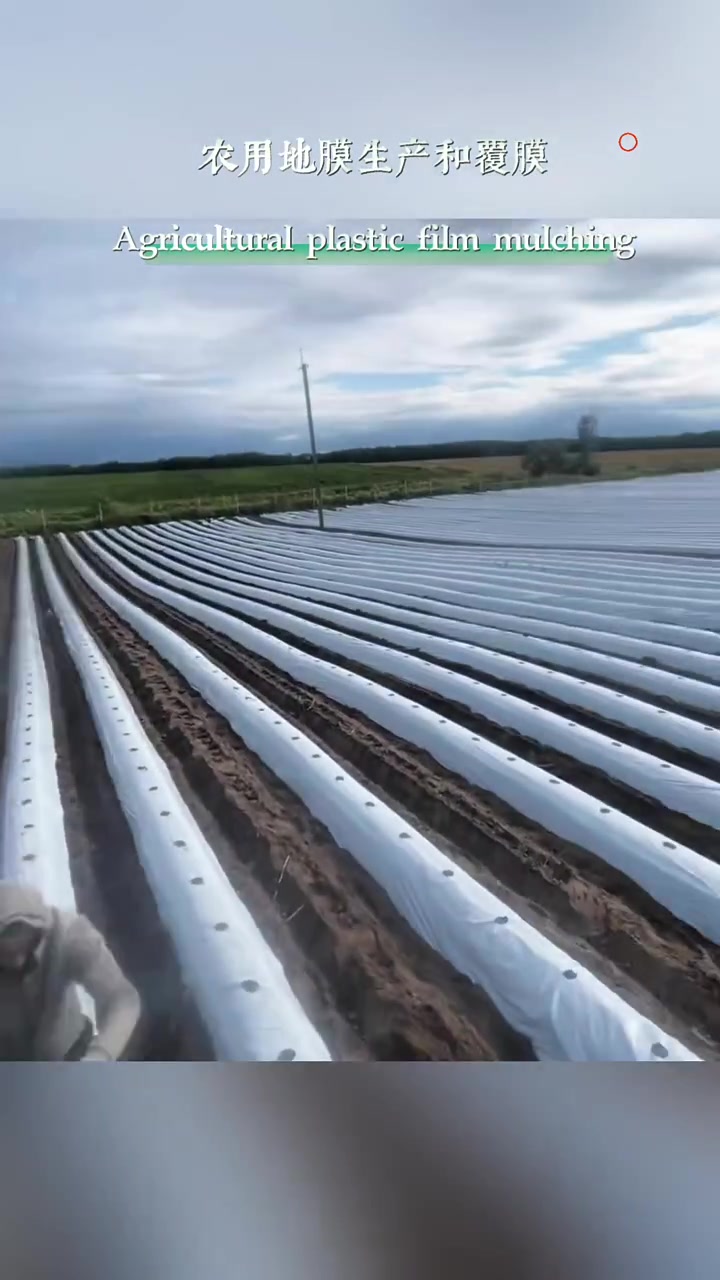 农用地膜是这样生产出来的,打孔地膜覆盖技术