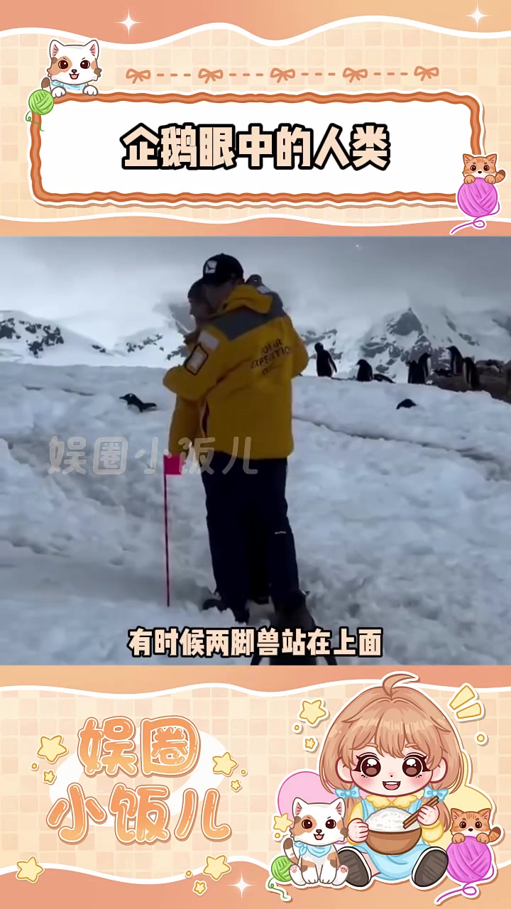 企鹅就是一种对人类完全没有戒备心的小萌物 企鹅 可爱 喜爱度激励计划