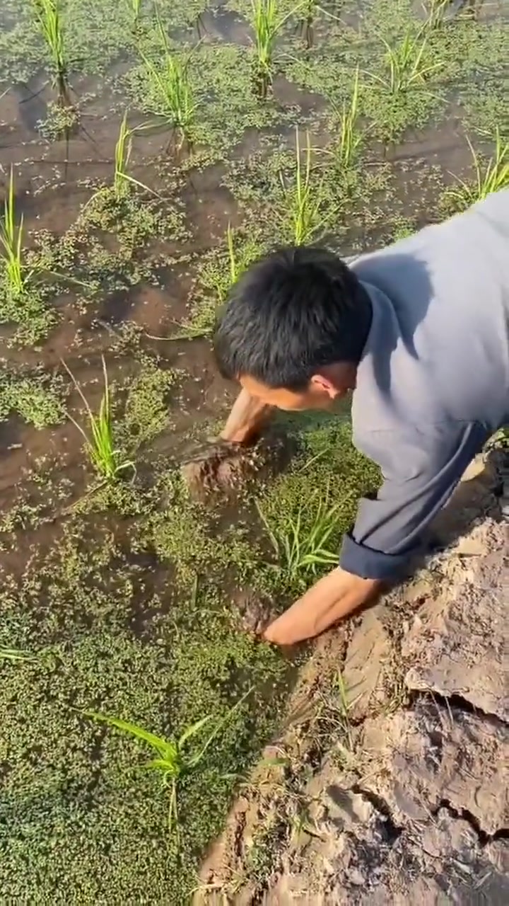 乡村鱼塘徒手抓鳝鱼 乡村生活 回忆童年美好的时光 真实户外