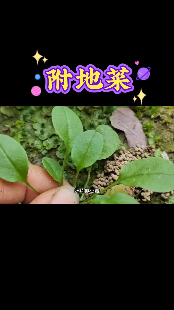 附地菜，人称“健胃菜”，凉拌鲜美爽口