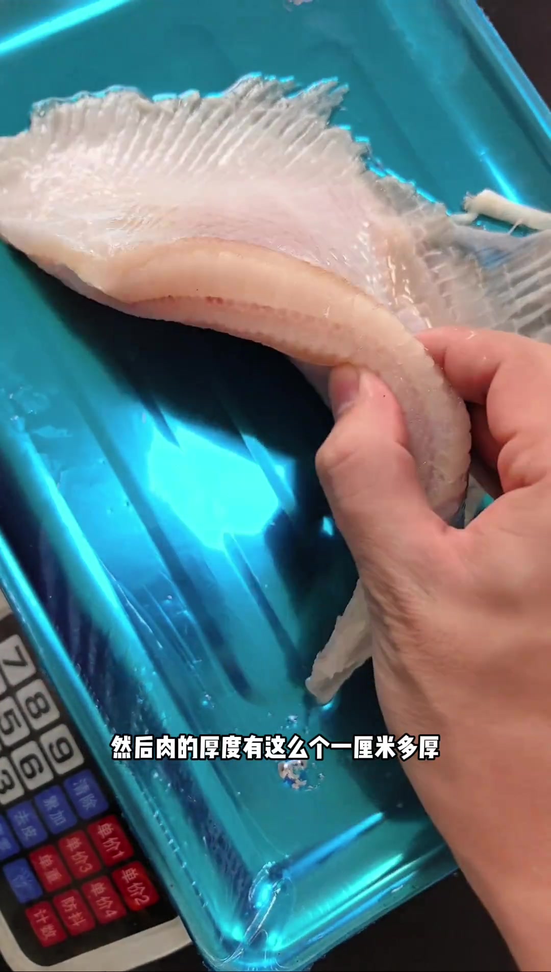 这么便宜的鱼翅，味道、质量究竟如何？清蒸啥味？