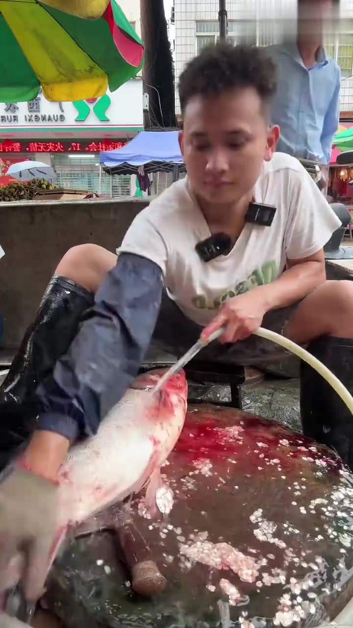 野生水库大白鲢鱼肚里有宝贝，煎蛋一绝