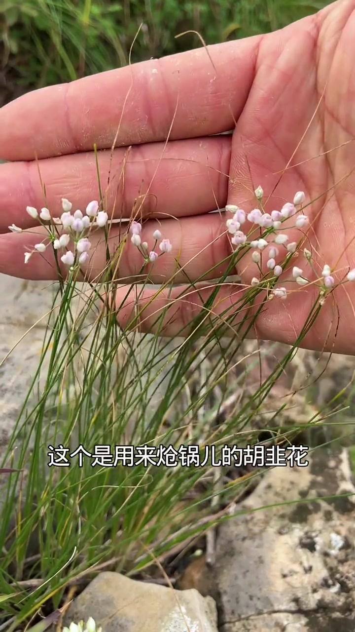 山不来见我，我便朝山上走去……，今天带大家体验一下采野韭菜花，还能见到各种小野花……