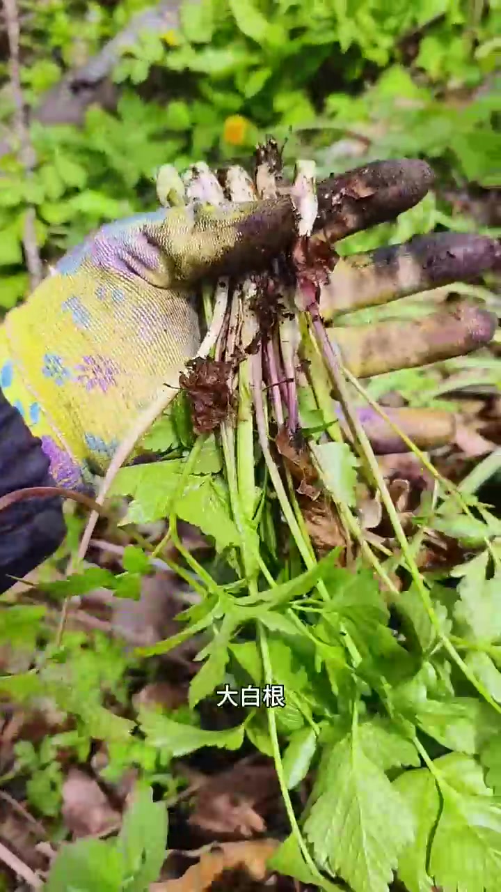 东北山野菜，你认识几种？