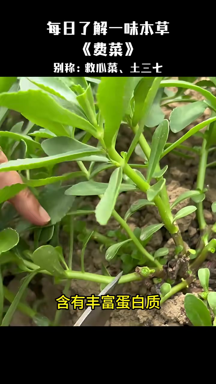 曾是古老而濒危的植物,费菜,古人称它金不换,你的家乡有这种植物吗?