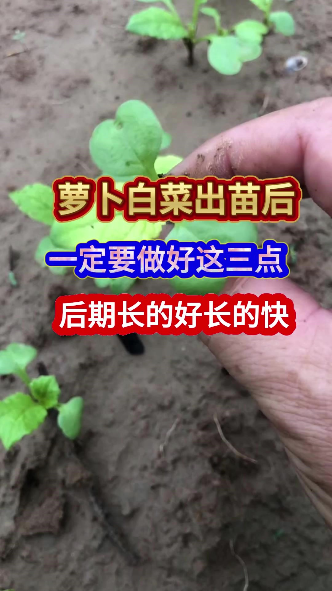 萝卜白菜出苗后一定要做好这三点后期长的好长的快