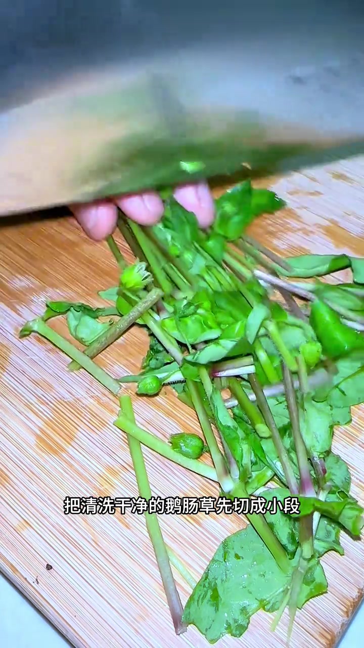 鹅肠草，学名繁缕，小时候用来喂猪的一种植物，也是一种野菜