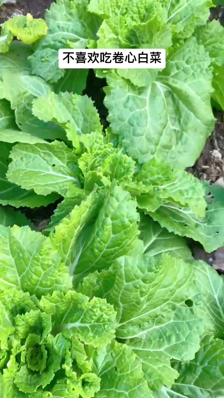 冬天的岔片白菜比卷心白菜更好吃更甜