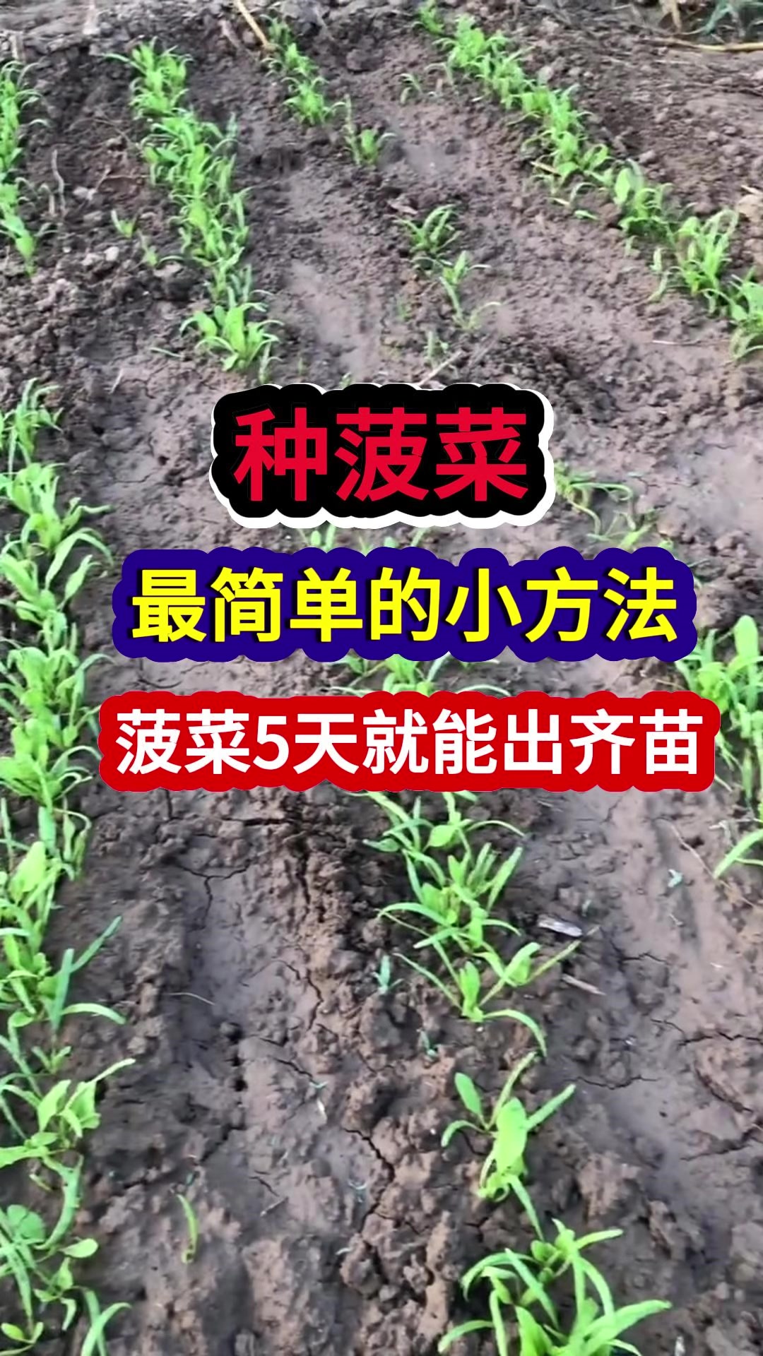 种菠菜最简单的小方法菠菜5天就能出齐苗