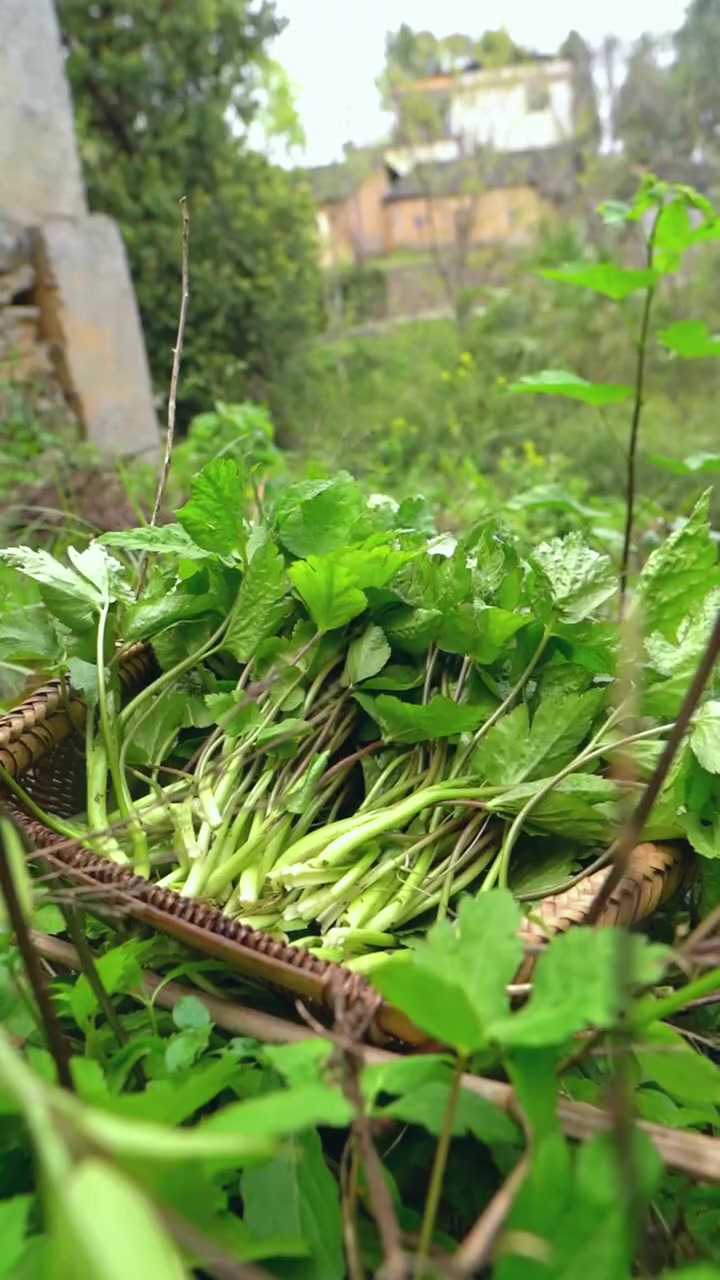 野菜鸭脚板，有多少人吃过这个野菜的吗？因为叶子长的像鸭脚掌所以我们当地人叫它鸭脚板