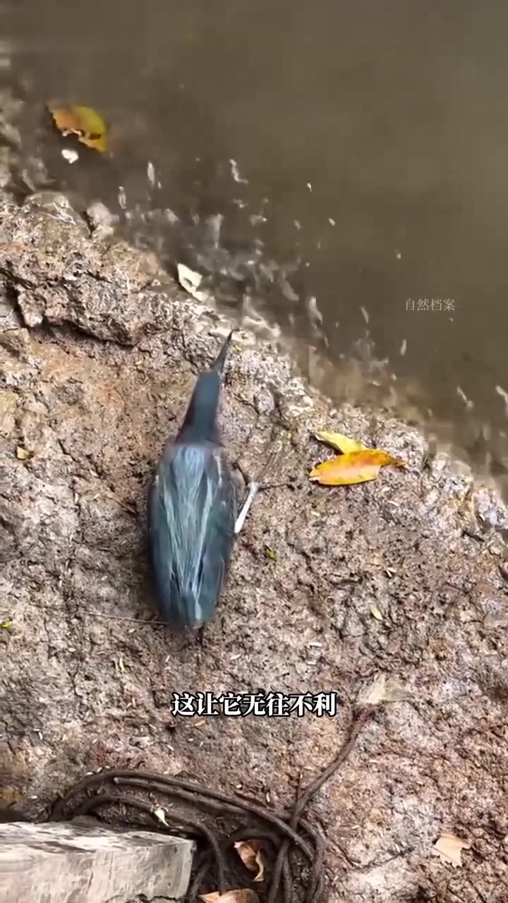 机灵小鸟趣味十足地钓鱼！