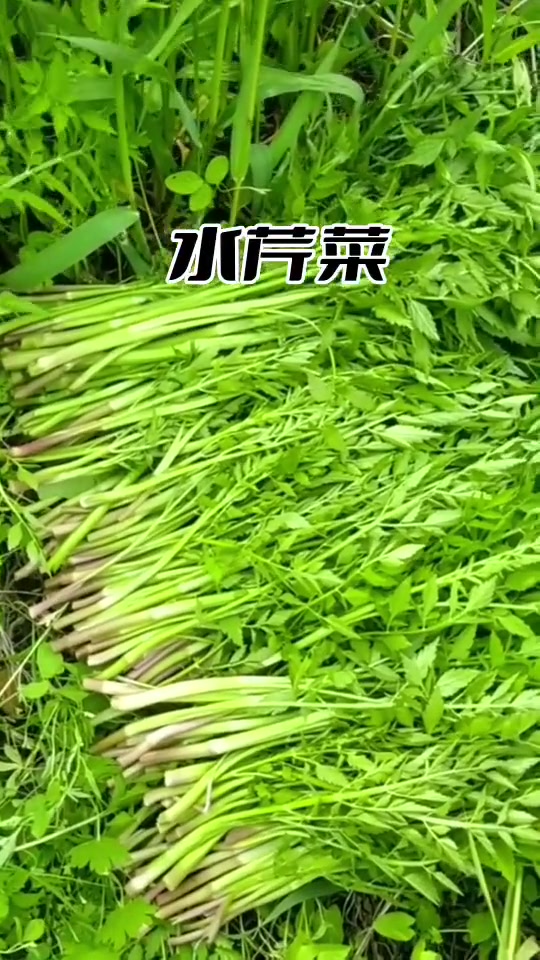 接下来我们东北要吃的这些山野菜，又到了吃野菜的季节