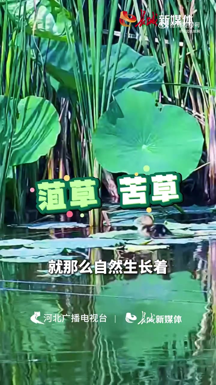 就是青头潜鸭人工繁育与野化放归研究基地。青头潜鸭是“鸟中大熊猫”,国家一级保护野生动物,前