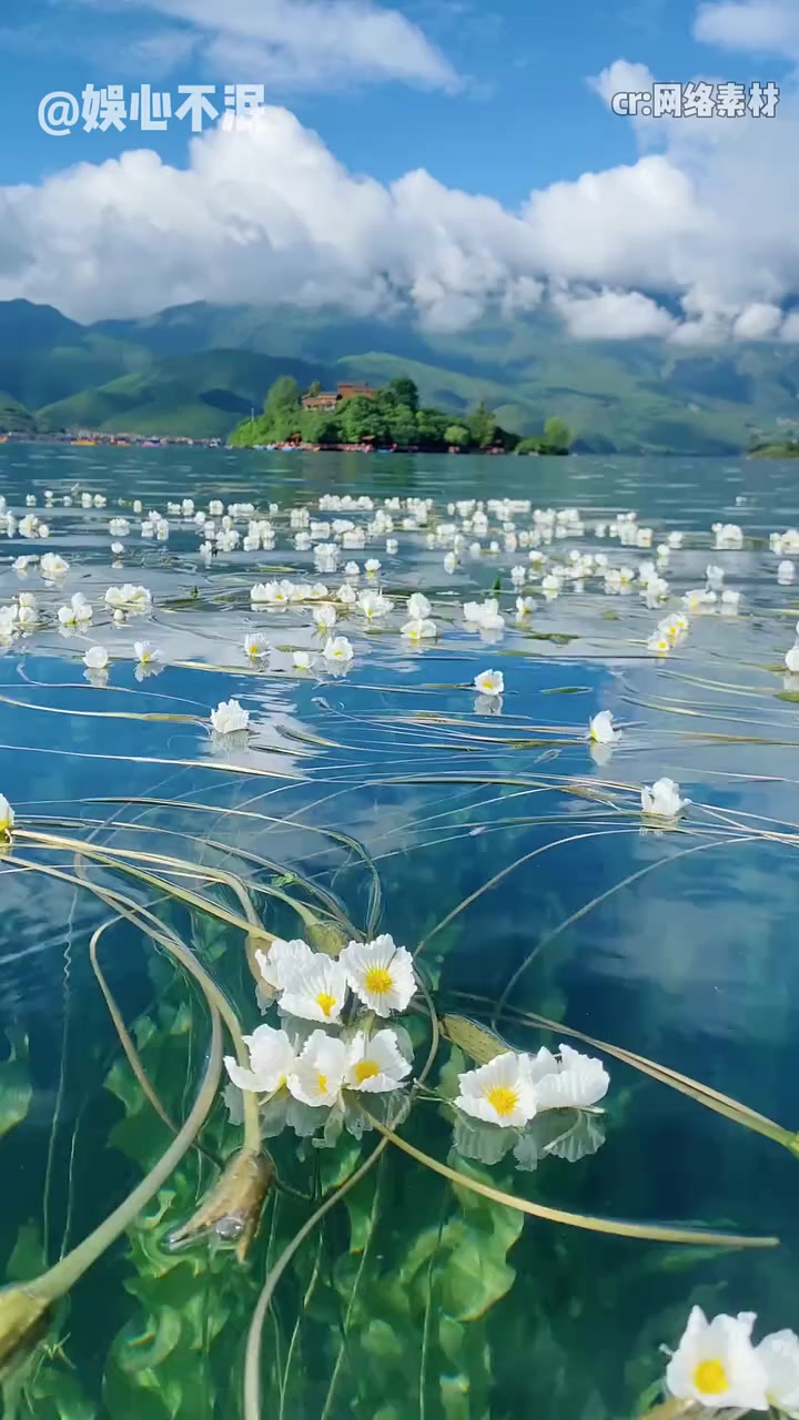 原来水性杨花真的是花