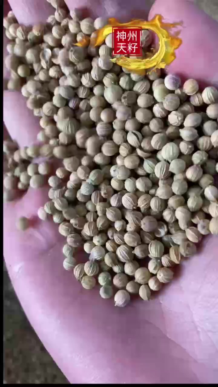进口种源香菜种子大粒厂家蔬菜种子批发