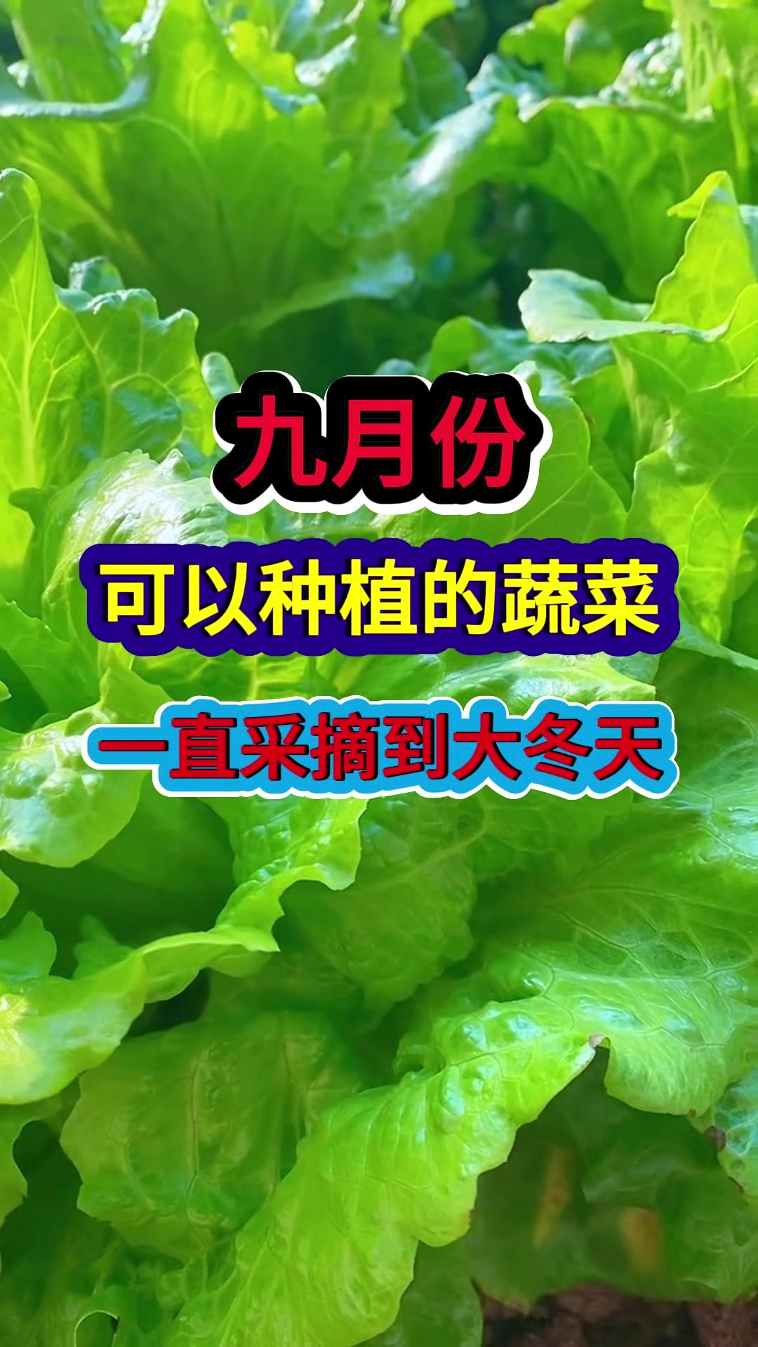 九月份可以种植的蔬菜一直采摘到大冬天