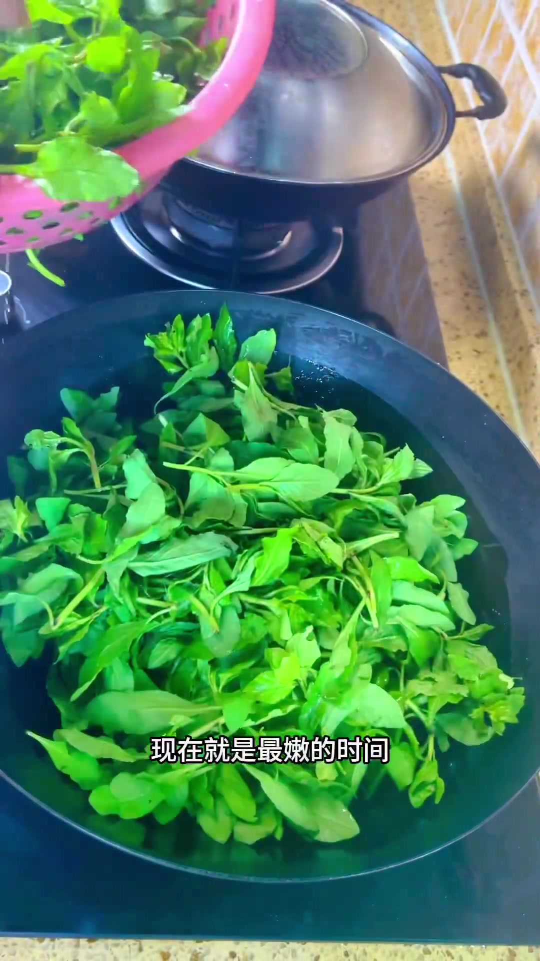 春天味道持续更新:枸杞头