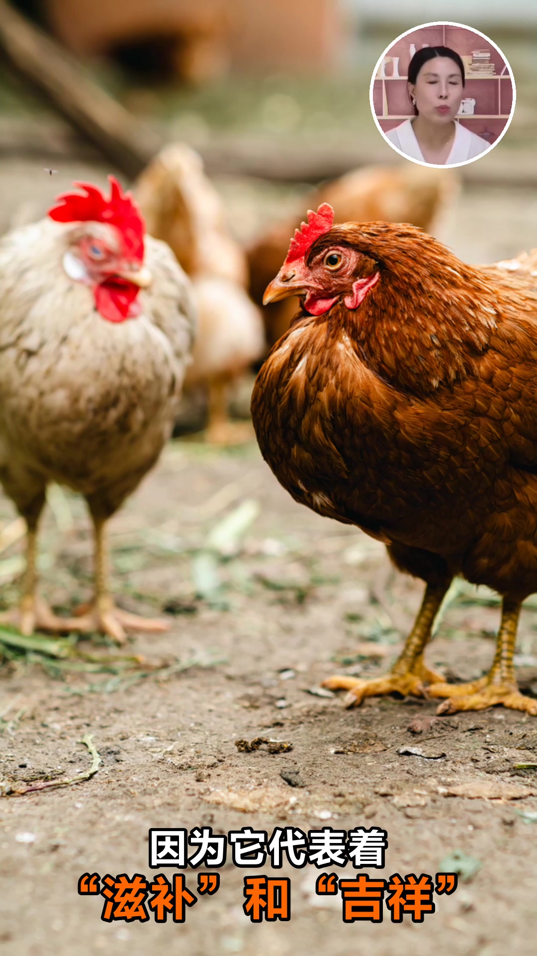 老公鸡的营养价值与健康功效