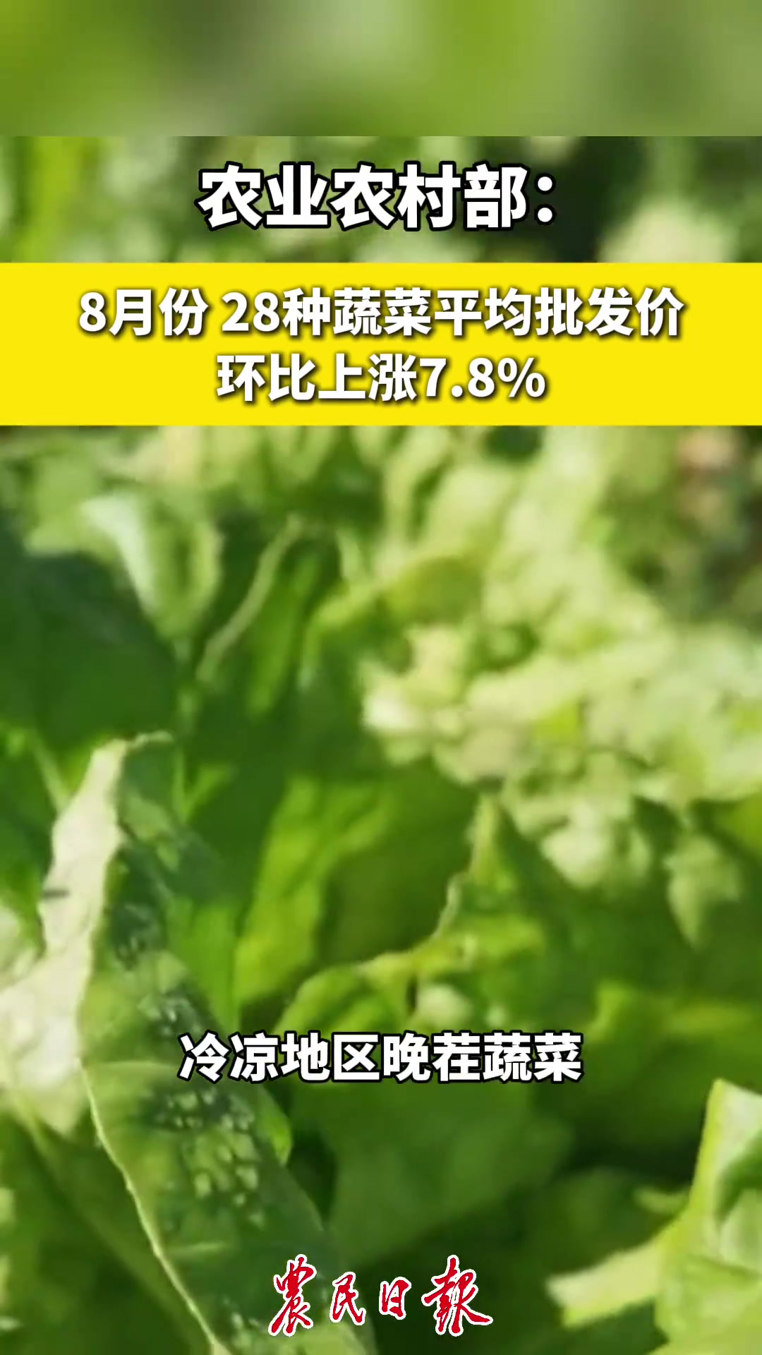 农业农村部:8月份,28种蔬菜平均批发价环比上涨7.8%