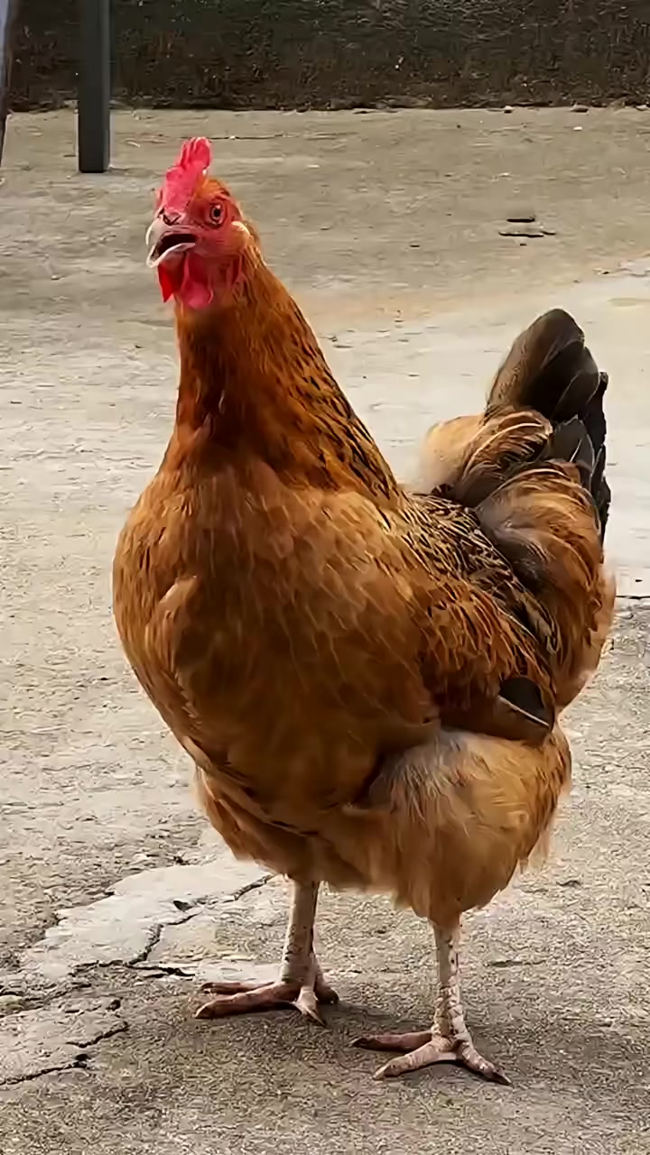 母鸡的叫声也是受地域影响的，地方不一样叫声也不一样