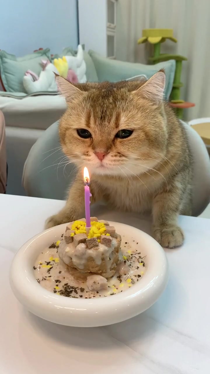 简易版猫咪生日蛋糕，右手就会～