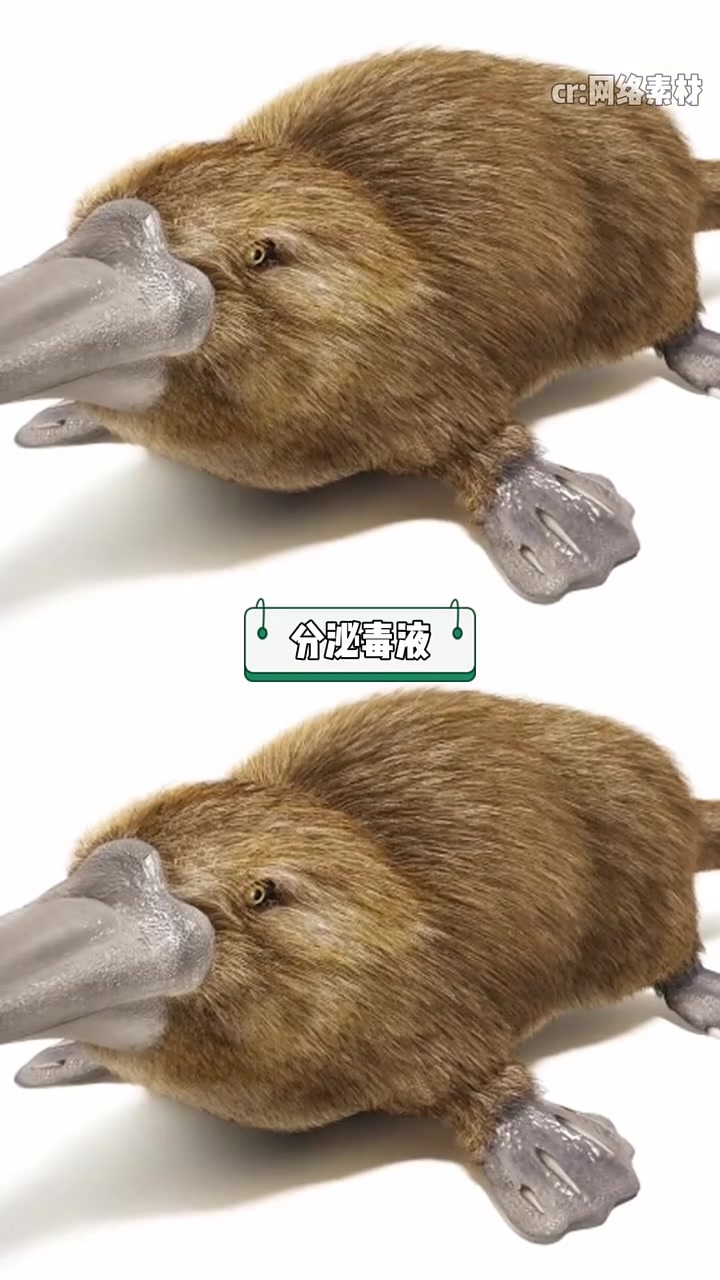 鸭嘴兽:到底是鸭还是兽?