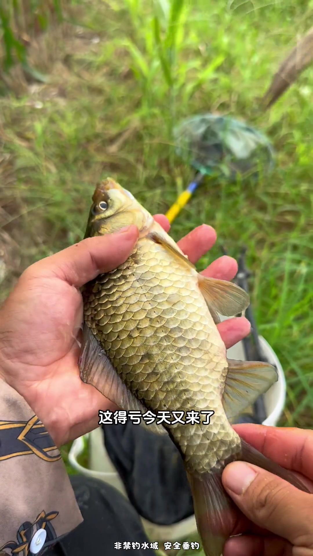 野坑二探 想不到马路旁的臭水坑里竟然有这么多鱼 钓鱼 渔之源小蜻蜓二代 还有什么比钓鱼更快