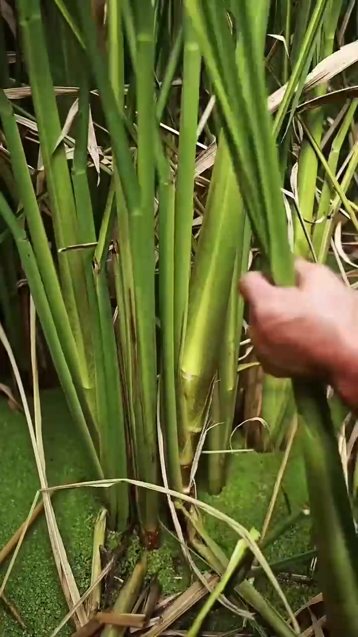 这28种蔬菜你们吃过几种，评论区告诉我吧！种子都