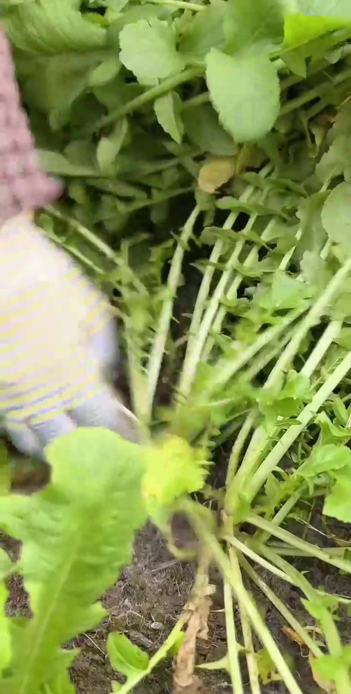和妈妈来山上拔菜，做酸菜萝卜酸菜