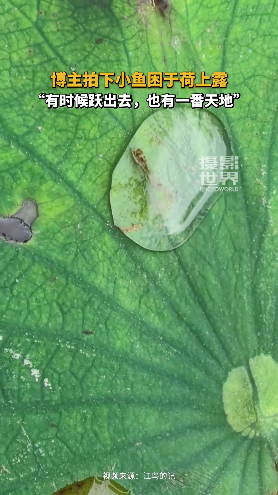 博主拍下小鱼困于荷上露，“有时候跃出去，也有一番天地。” 趣中国（来源 摄影世界编辑部）