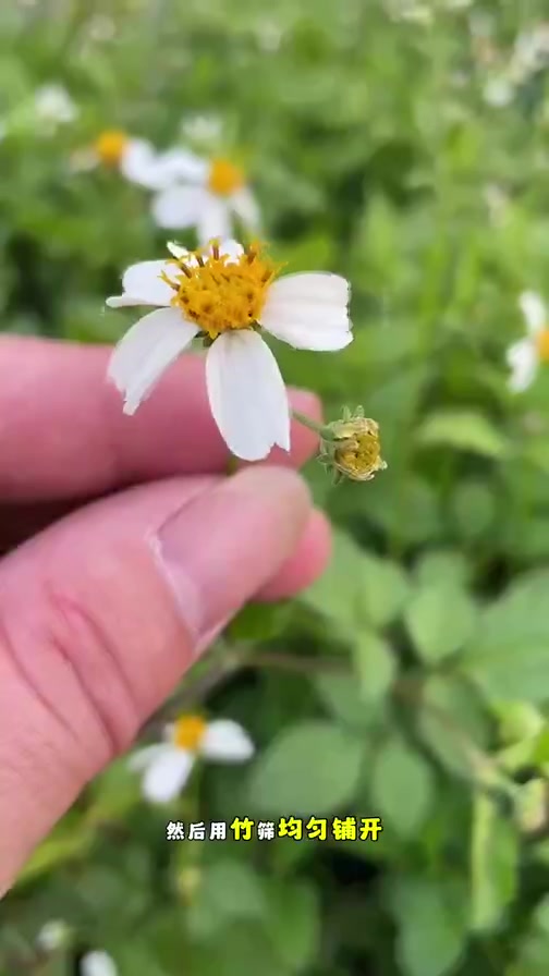 白花鬼针草,又叫虾钳草,常在农村房前屋后能看到它