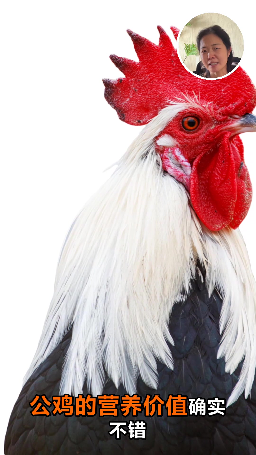 吃公鸡的好处和坏处你知道吗