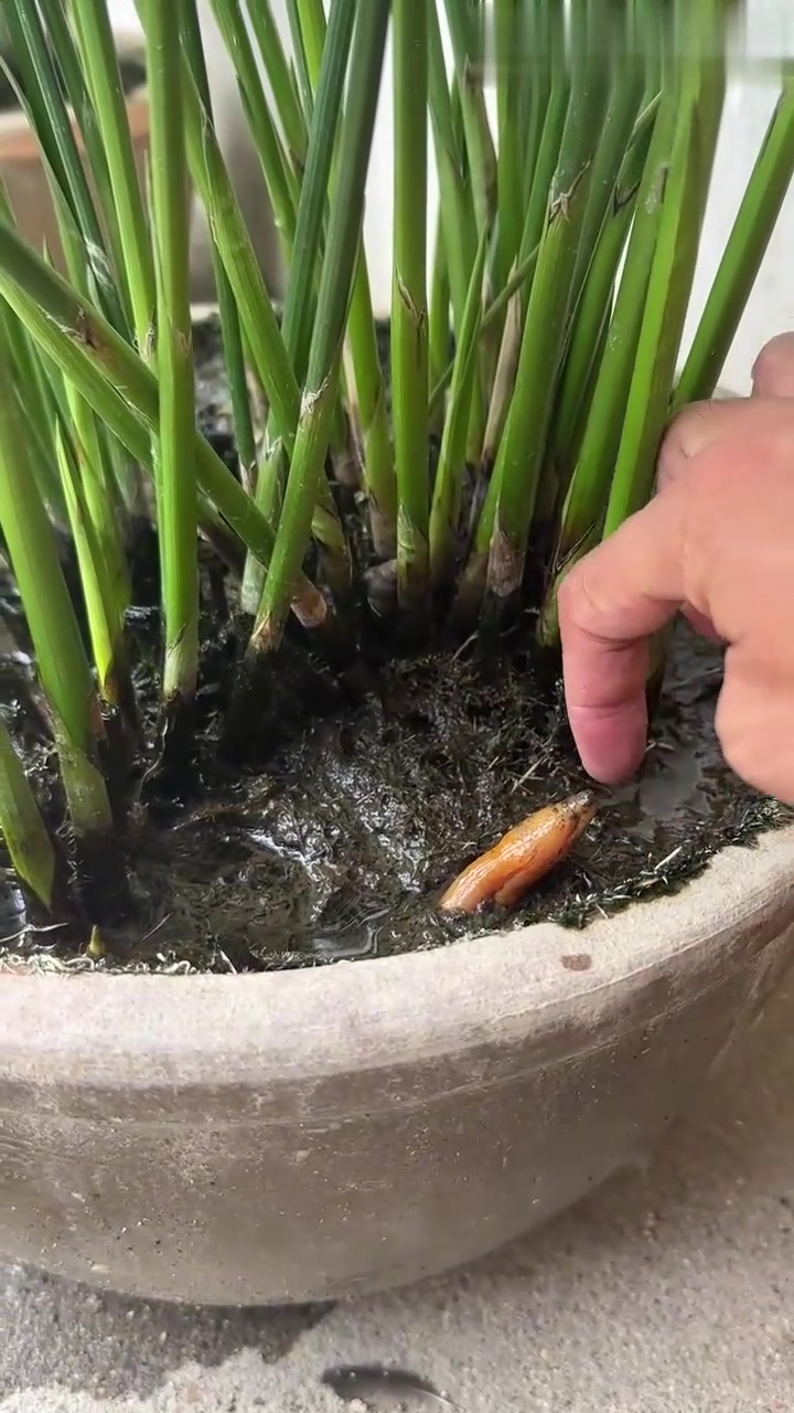 无比顽强的小黄龙，坚韧不拔！