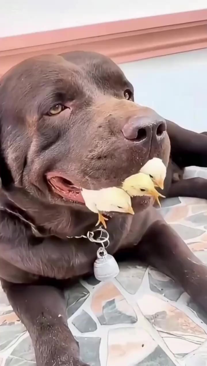 二狗子想吃鸡肉，我还想吃狗肉呢