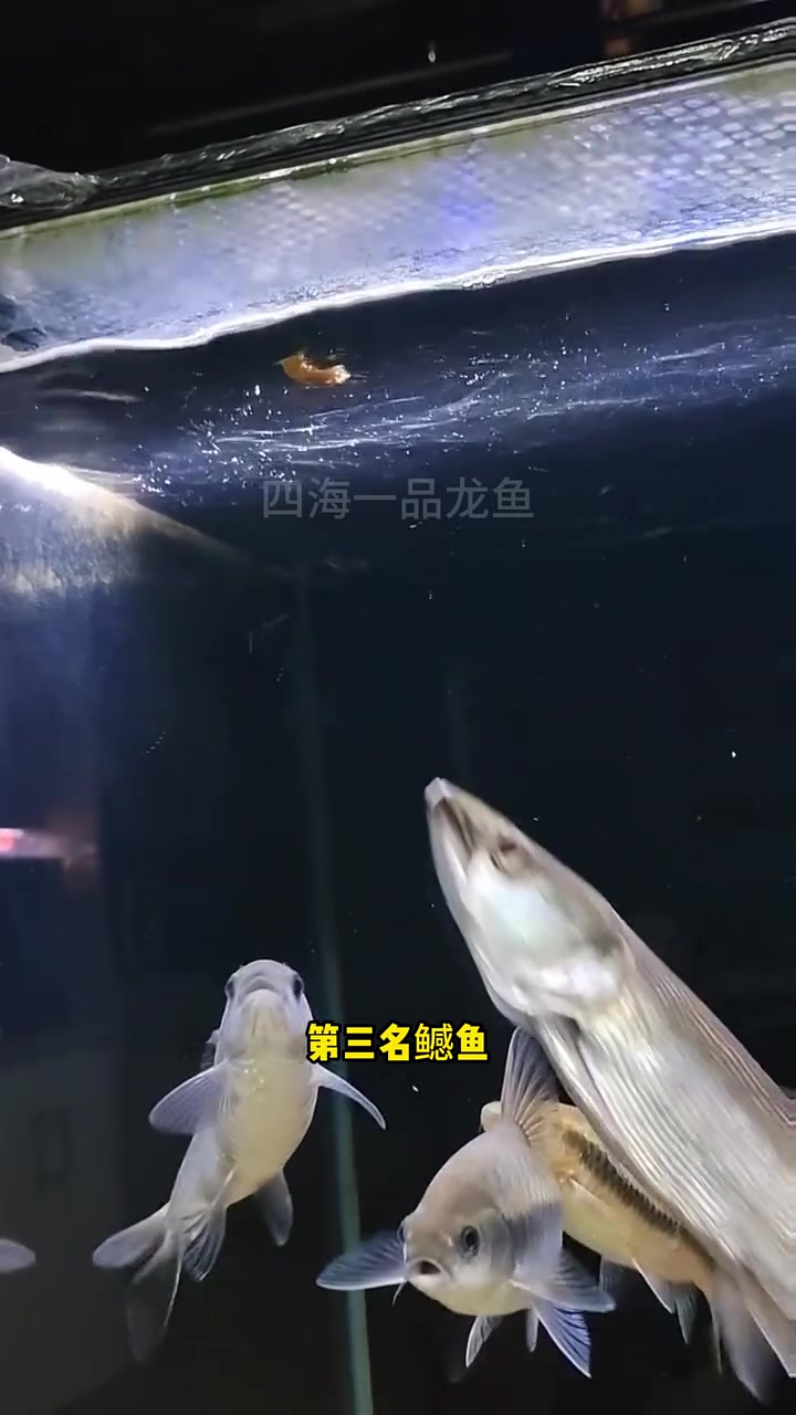 全球十大最凶猛淡水鱼排行榜 水族 观赏鱼