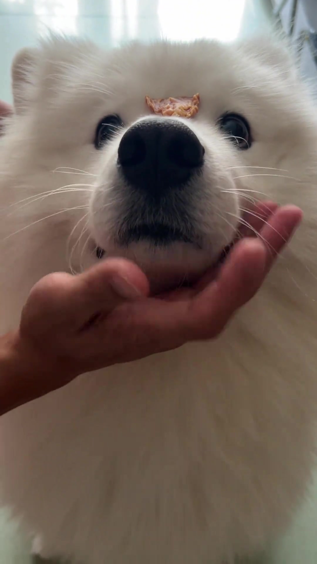 有人要拿走小斗的饭团