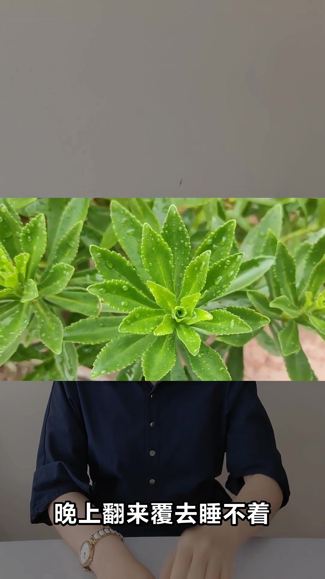 养心菜的神奇功效与作用你知道吗