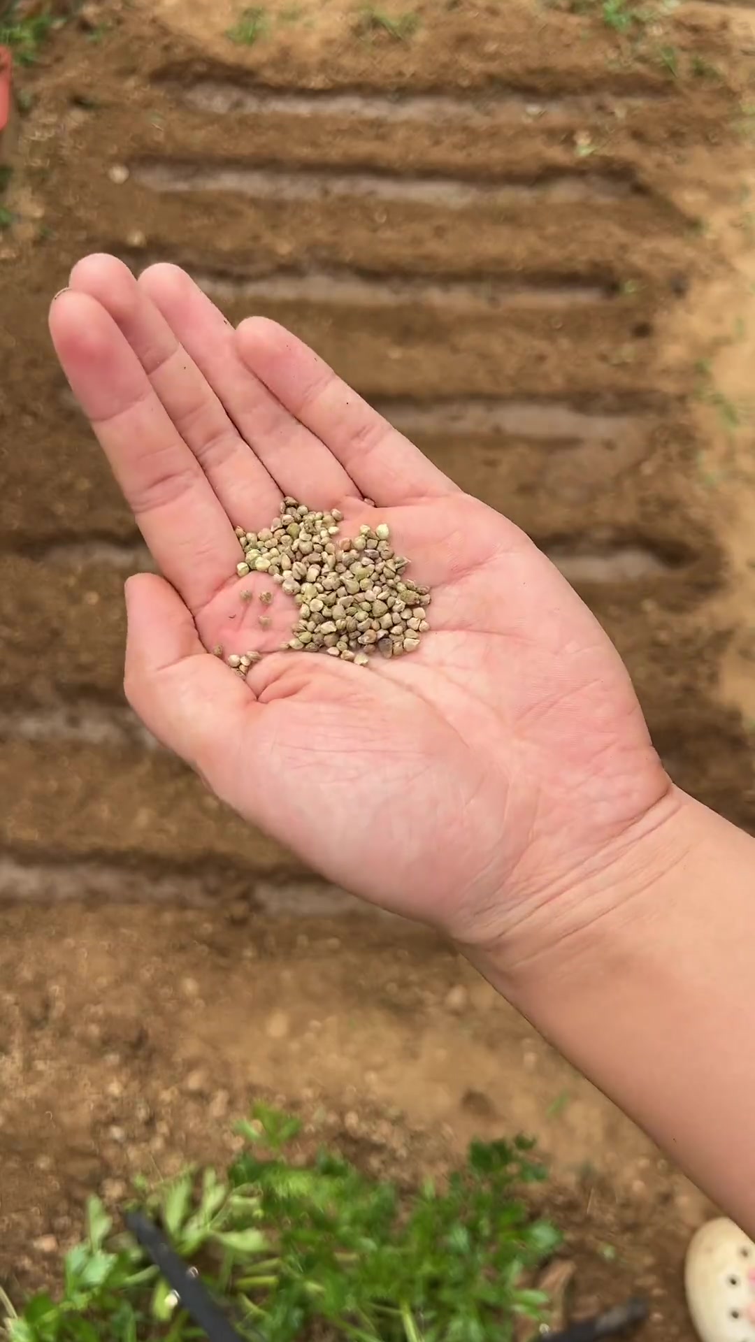 菠菜种植方法，如何种得出苗快又齐