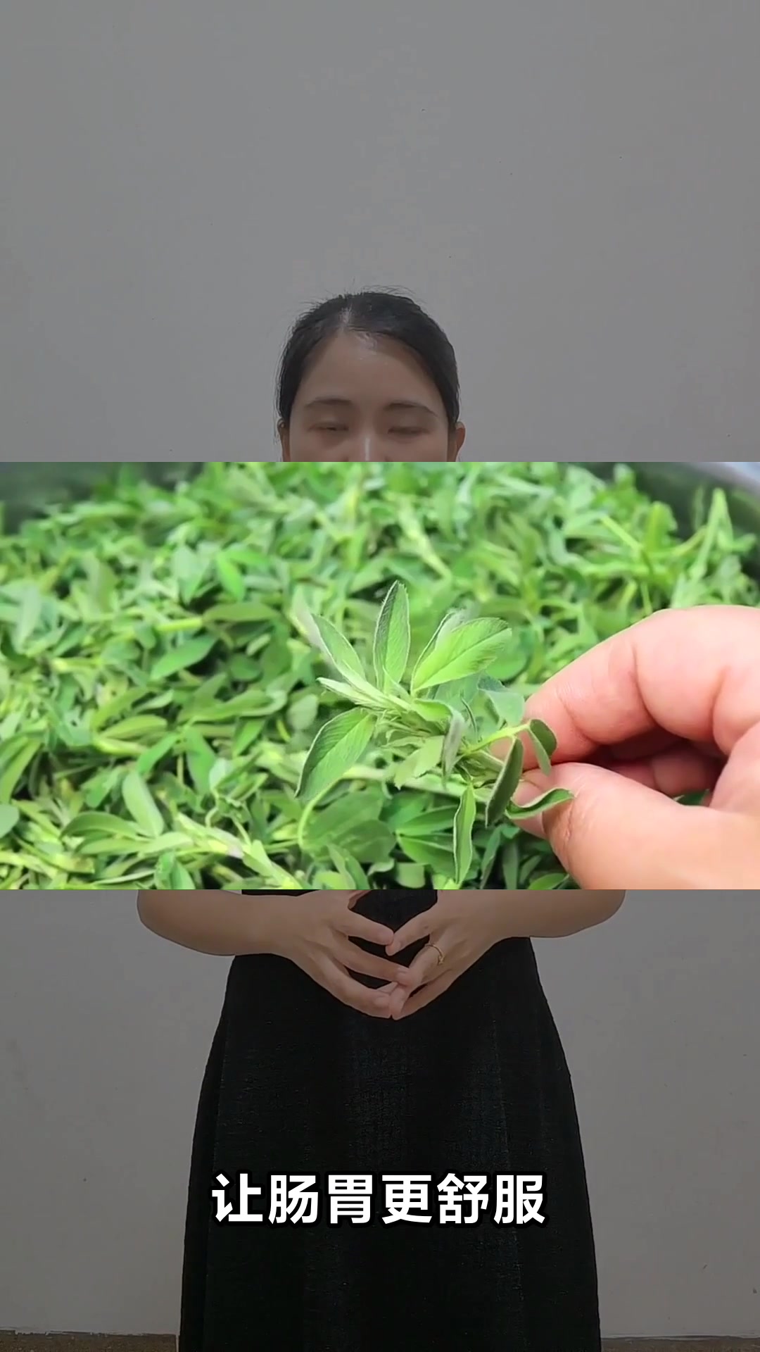 苜蓿草的营养价值与神奇功效