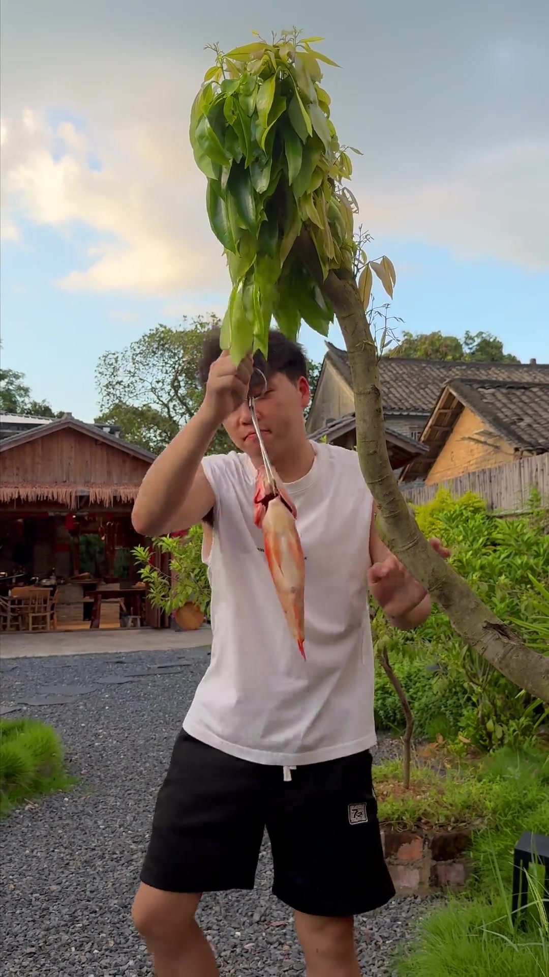 今日做红色罗非鱼生,又是熟悉的味道